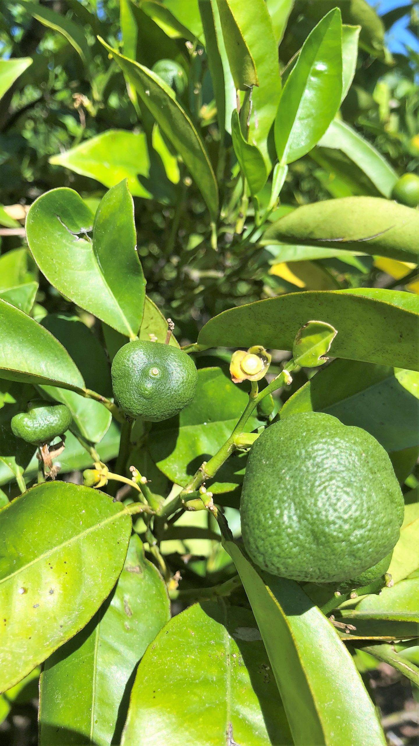 cgc-cotonet-sudafrica-consell|Imagen de las deformaciones que el ‘Cotonet de Sudáfrica’ (Delottococcus aberiae) provoca en los frutos.